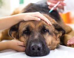 Canine Influenza