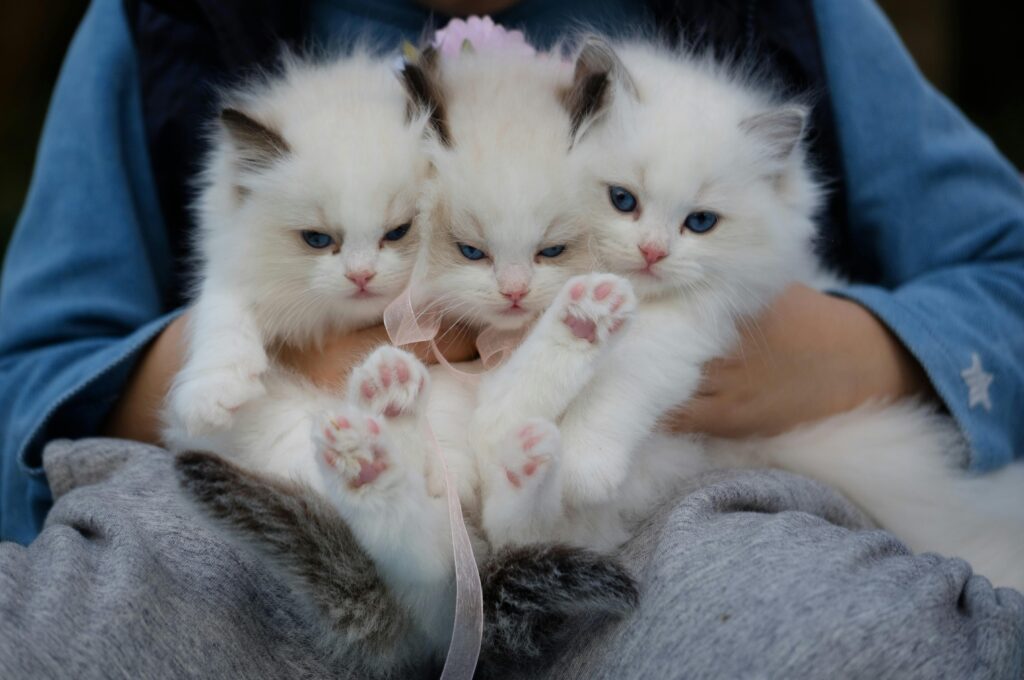 Ear Mites in Cats