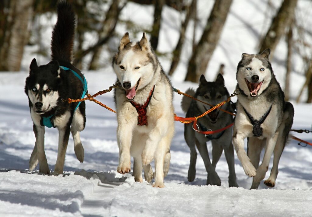 Gastritis in Dogs