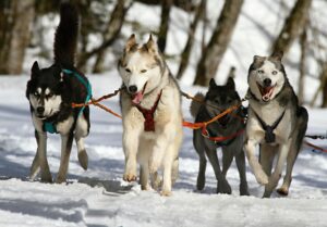 Gastritis in Dogs
