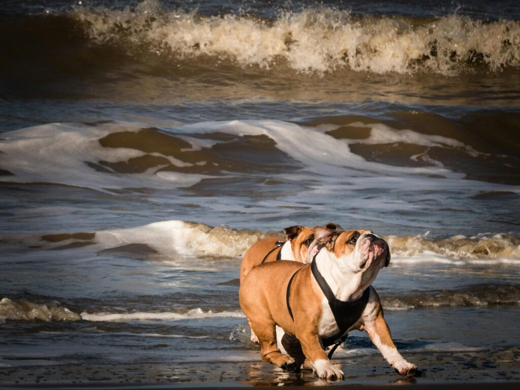 Leptospirosis in Dogs