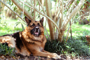 German Shepherds