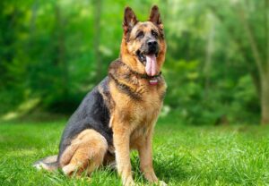 German Shepherds