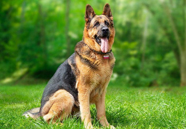 German Shepherds